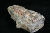 Unpolished Petrified Wood Limb - Blue Forest #28953-4